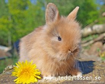 Teddytassens Bibbi