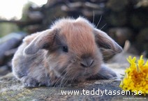 Teddytassens Billy