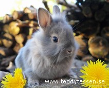 Teddytassens Birk