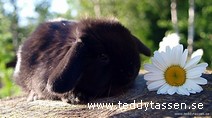 Teddytassens Bisse