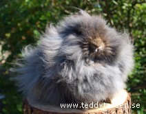 Teddytassens Björna