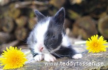 Teddytassens Björne
