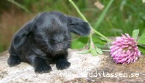 Teddytassens Blackberry
