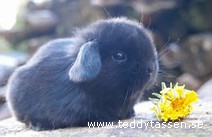 Teddytassens Blixten