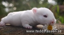 Teddytassens Blomman