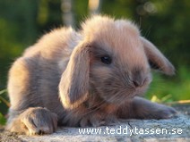 Teddytassens Blondie