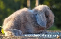 Teddytassens Blueberry