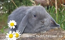 Teddytassens Blue Bell