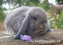 Teddytassens Blue Berry Hill