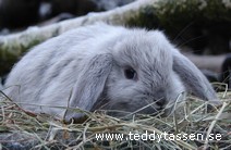 Teddytassens Blue Ray