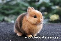 Teddytassens Blunda