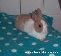 Teddytassens Blunda