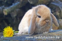 Teddytassens Bob