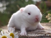 Teddytassens Bobbie