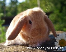 Teddytassens Bobo