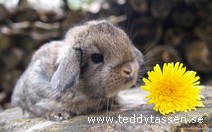 Teddytassens Bojan