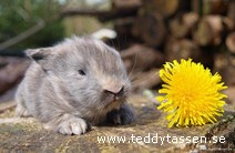 Teddytassens Bombai