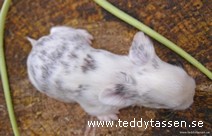 Teddytassens Bombay