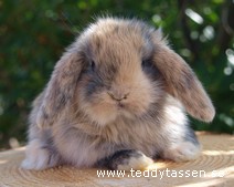 Teddytassens Bombert
