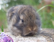 Teddytassens Bonito