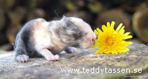 Teddytassens Bonsai