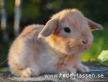Teddytassens Boss