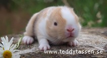 Teddytassens Bosse
