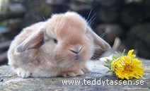 Teddytassens Bounty
