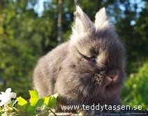 Teddytassens Brasan
