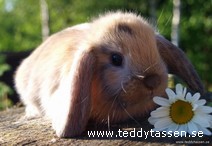 Teddytassens Brasse