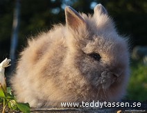 Teddytassens Brian