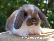 Teddytassens Magic