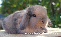 Teddytassens Brio