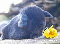 Teddytassens Britt