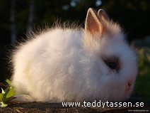 Teddytassens Brolle