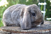 Teddytassens Bruce
