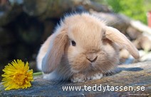 Teddytassens Bubblan