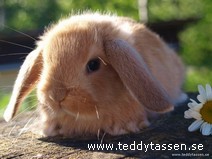 Teddytassens Buddy