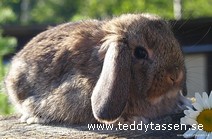 Teddytassens Buffalo