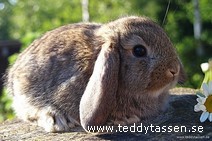 Teddytassens Bull