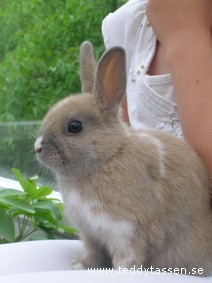 Teddytassens Bungy