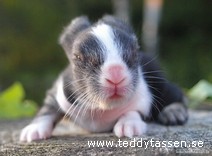 Teddytassens Buseman