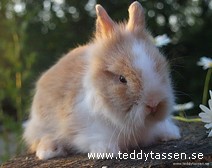 Teddytassens Busen