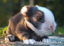 Teddytassens Busis