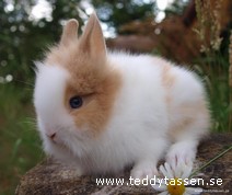 Teddytassens Buskis