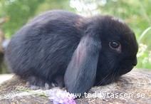 Teddytassens Busse