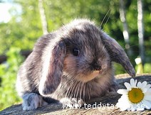 Teddytassens Buzz