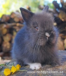 Teddytassens Bästis
