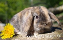 Teddytassens Börje