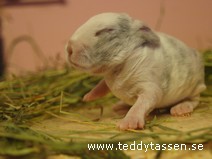 Teddytassens Camelius